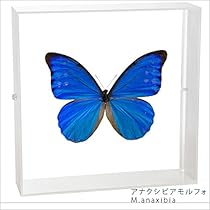 51KAQ5+i3fL._AC_UL210_SR210,